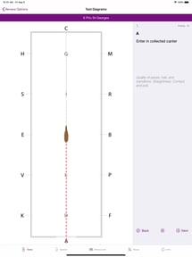 FEI EquiTests 3 - Dressage