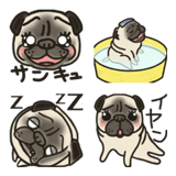 パグのボンです