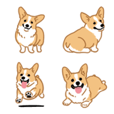コーギー（犬）