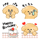 ▶︎動く！うちのトイプー♡APRICOT