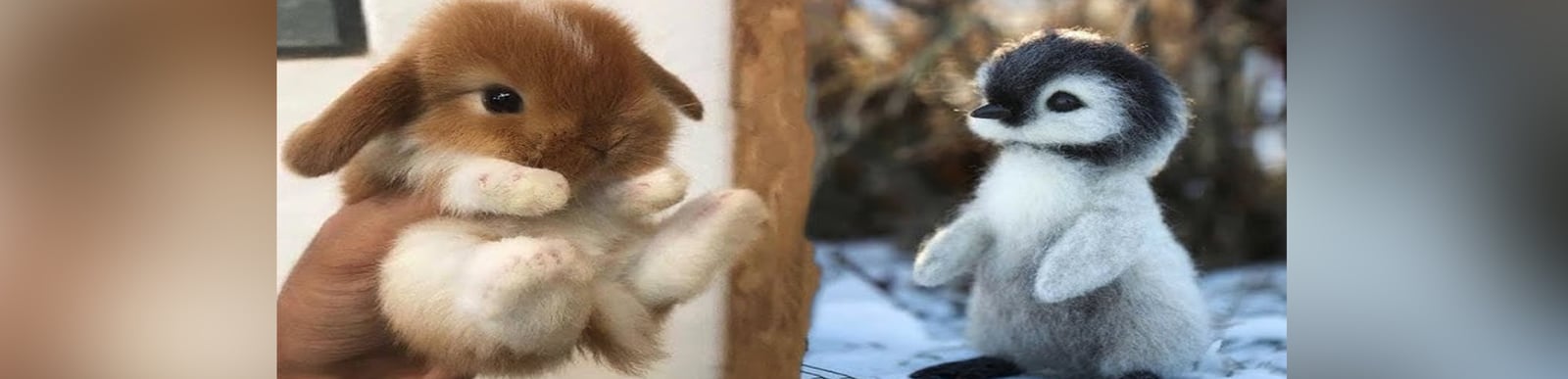 AWW Animals SOO Cute! Cute baby animals Videos Compilation cute moment of the animals #3