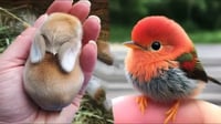AWW Animals SOO Cute! Cute baby animals Videos Compilation cute moment of the animals #3 2025