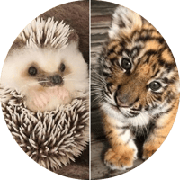 AWW Animals SOO Cute! Cute baby animals Videos Compilation cute moment of the animals #5