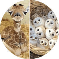 AWW Animals SOO Cute! Cute baby animals Videos Compilation cute moment of the animals #19