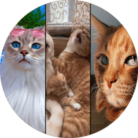 Funny and cute CATS 馃惐Videos馃敹 小ompilation # 37馃敹