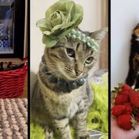 Funny and cute CATS 馃惐Videos馃敹 小ompilation # 38馃敹