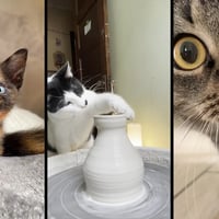 Funny and cute CATS 馃惐Videos馃敹 小ompilation # 41馃敹