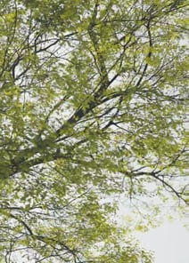 EP04 | My Two-Faced Billionaire Husband  