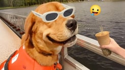 Funny Dogs And Cats Videos 2024 😅🤣 Best Funniest Animal Videos