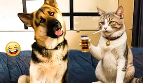 Try Not To Laugh Cats And Dogs Videos 😺🐶  Best Of The 2024 Funny Animal Videos 😁