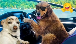 Funny Dogs And Cats Videos 2024 😅🤣 Best Funniest Animal Videos