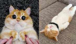 Funniest Cats | Don't try to hold back Laughter | Cutest Lands Part 72