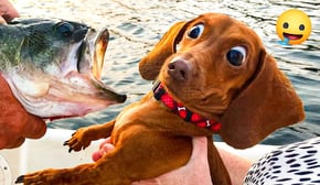 This is video Super Funny Animal Videos 😹🐶 You Will Die Laughing Because Of These Dogs And Cats🐾