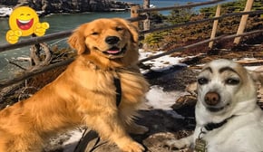 Try Not To Laugh Funny Cats and Dogs Videos 🤣  Best Of The 2024 Funny Animal Videos