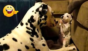 Smarty Funny Dog Video Compilation 😮🤣 FUNNIEST Animal  Videos