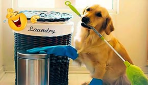 Smarty Funny Dog Video Compilation 😮🤣 FUNNIEST Animal Videos