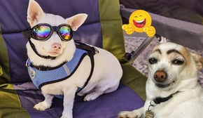 New Funniest Cats And Dogs Videos 😁 Best Of The 2024 Funny Animal Videos 😁