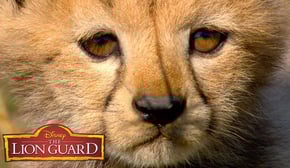 Who's Cuter? | It’s UnBungalievable! | The Lion Guard | Disney Junior