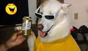 Best Of The 2024 Funny Animal Videos 🤣🐶 Funniest Cats And Dogs Videos 😁