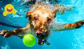 Funniest Cats And Dogs Videos 🤣🐶The FUNNIEST ANIMALS I Could Find On The Internet🐾