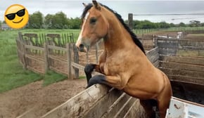 Best Of The 2024 Funny Animal Videos 😂 Funny Dogs and Cats Make You Unable To Stop Laughing