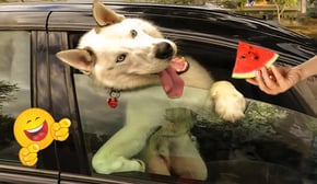 Laughing Out Loud with Cats & Dogs 😹🐶 Funniest Animal Videos You Can't Miss!