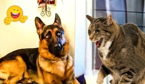 Best Pet Comedy Moments 😹🐶 Funniest Cats & Dogs to Make You Smile All Day