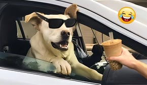 Funniest Cats And Dogs Videos 🤣The Best Funny Animal Videos Make You Unable To Stop Laughing 🤣🐶