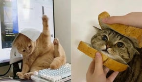 Funniest Cats | Don't try to hold back Laughter | Cutest Lands Part 52