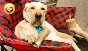 Best Funniest Animal Videos 2024😛😹Funny Dogs And Cats Videos Of The year😎🐶