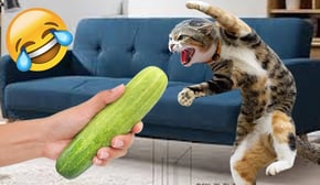 Funniest Cats | Don't try to hold back Laughter | Cutest Lands Part 83