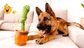 Smartest Pets Ever   Super Smart Pets Compilation😂😂Best Of The 2024 Funny Animal Videos 😻🐶