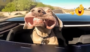 Try Not To Laugh Cats And Dogs Videos 😺🐶  Best Of The 2024 Funny Animal Videos 😁