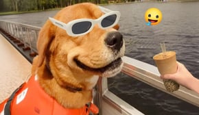 Funny Dogs And Cats Videos 2024 😅🤣 Best Funniest Animal Videos