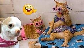 Funny Cat Compilation & Funniest Cat and Dog Video 🐶😹 When You Need a Smile