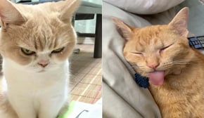 Funniest Cats | Don't try to hold back Laughter | Cutest Lands Part 61