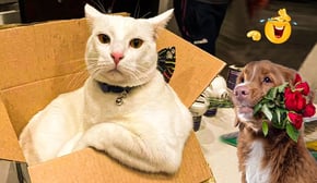 The Funniest Videos About Cats And Dogs of 2024 😂The Funniest Videos About Animals 🐾