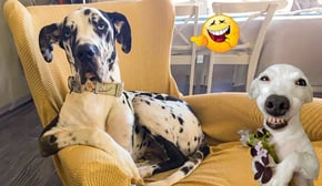 The Funniest Cats and Dogs Videos of 2024! 🐾😁 Best Of The Funny Animal Videos.