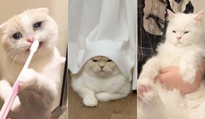 Funniest Cats | Don't try to hold back Laughter | Cutest Lands Part 46