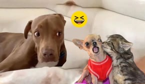 Funniest Animals 🐧 - Best Of The 2024 Funny Animal Videos 😁 - Cutest Animals Ever