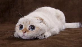 😍Cute Cats and Funny Dogs Videos Compilation💗