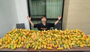 망고가 너무 비싸서 망고1000개 사먹으러 태국 와버렸습니다!!! - 허팝