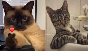 Funniest Cats | Don't try to hold back Laughter | Cutest Lands Part 80