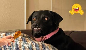 Smarty Funny Dog Video Compilation 😹🐶 Funny Dogs and Cats Make You Unable To Stop Laughing