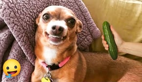 Funniest Cats And Dogs Videos 🤣🐶Cute and Funny Animals That Will Make Your Day