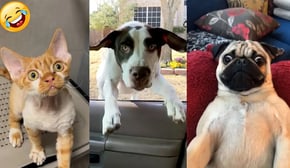 Pet That Make You Unable To Stop Laughing 😹🐶 Best Of The 2024 Funny Animal Videos