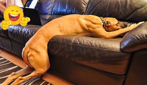 World's FUNNIEST ANIMAL VIDEOS! 😂 😹🐶 The Funniest Cats and Dogs That Will Make You Laugh Out Loud