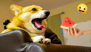 New Funny Cats and Dogs Videos😅 - Best Funniest Animal Videos Of New Funny Animals Video 2024