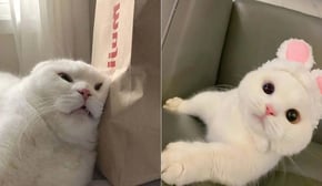 Funniest Cats | Don't try to hold back Laughter | Cutest Lands Part 62