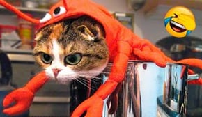 Funniest Cats | Don't try to hold back Laughter | Cutest Lands Part 93